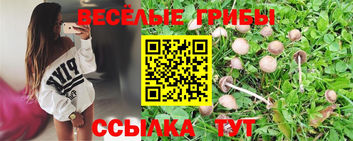 где можно купить   Каспийск  Галлюциногенные грибы Psilocybe 